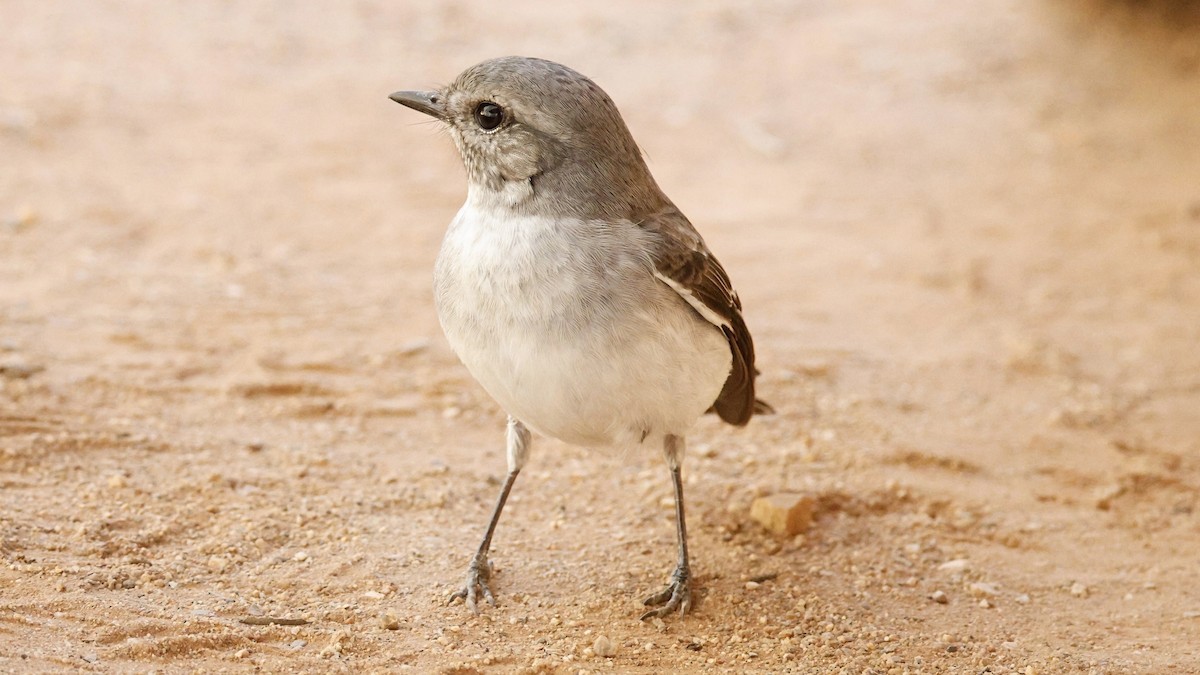 Hooded Robin - ML638935373