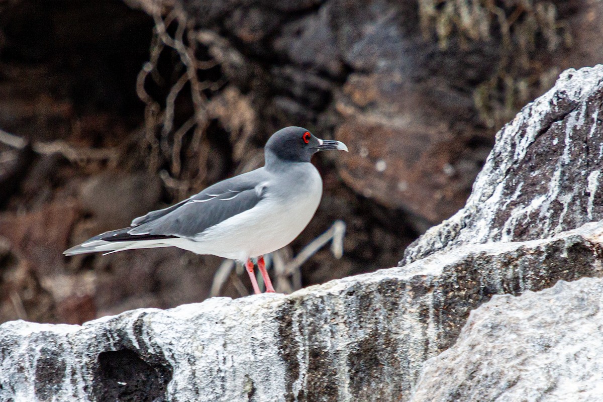Swallow-tailed Gull - ML638935374