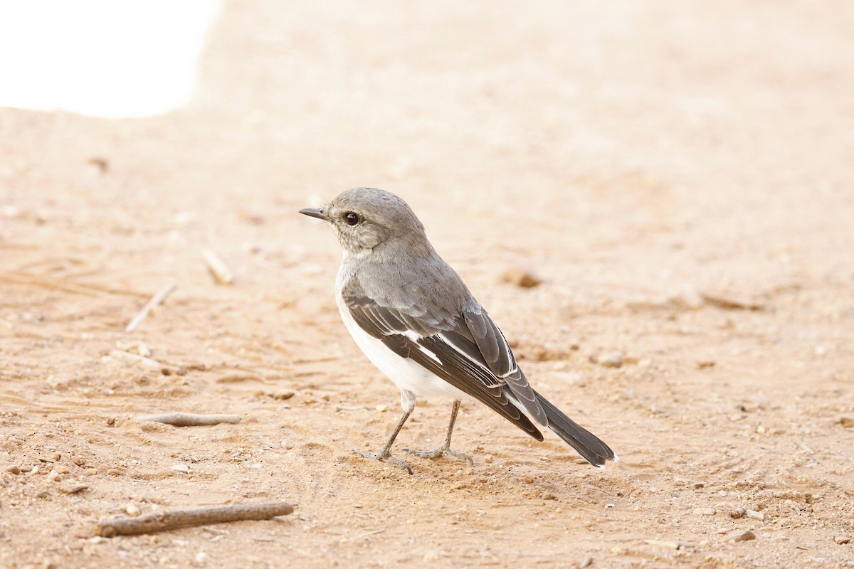 Hooded Robin - ML638935377