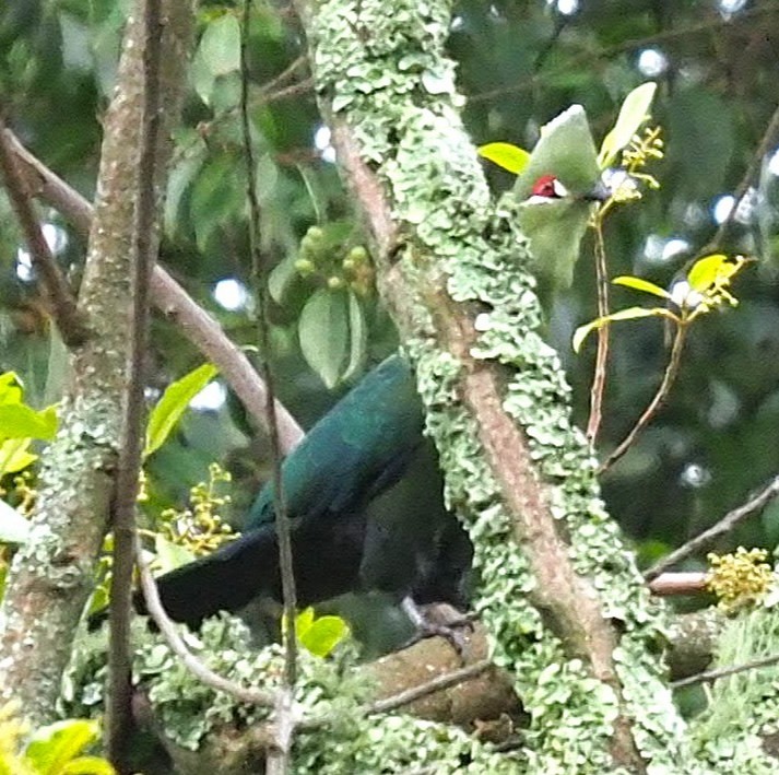 Touraco à bec noir - ML638935394