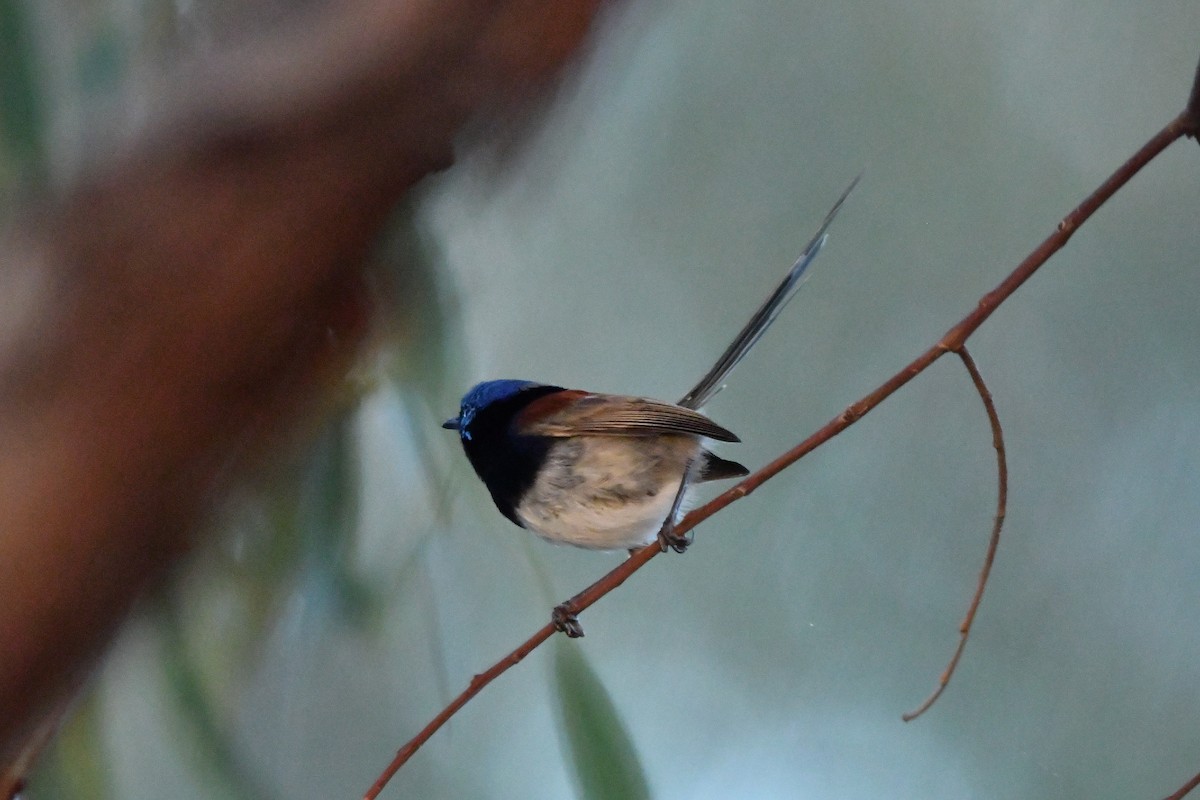 Purple-backed Fairywren - ML638935405