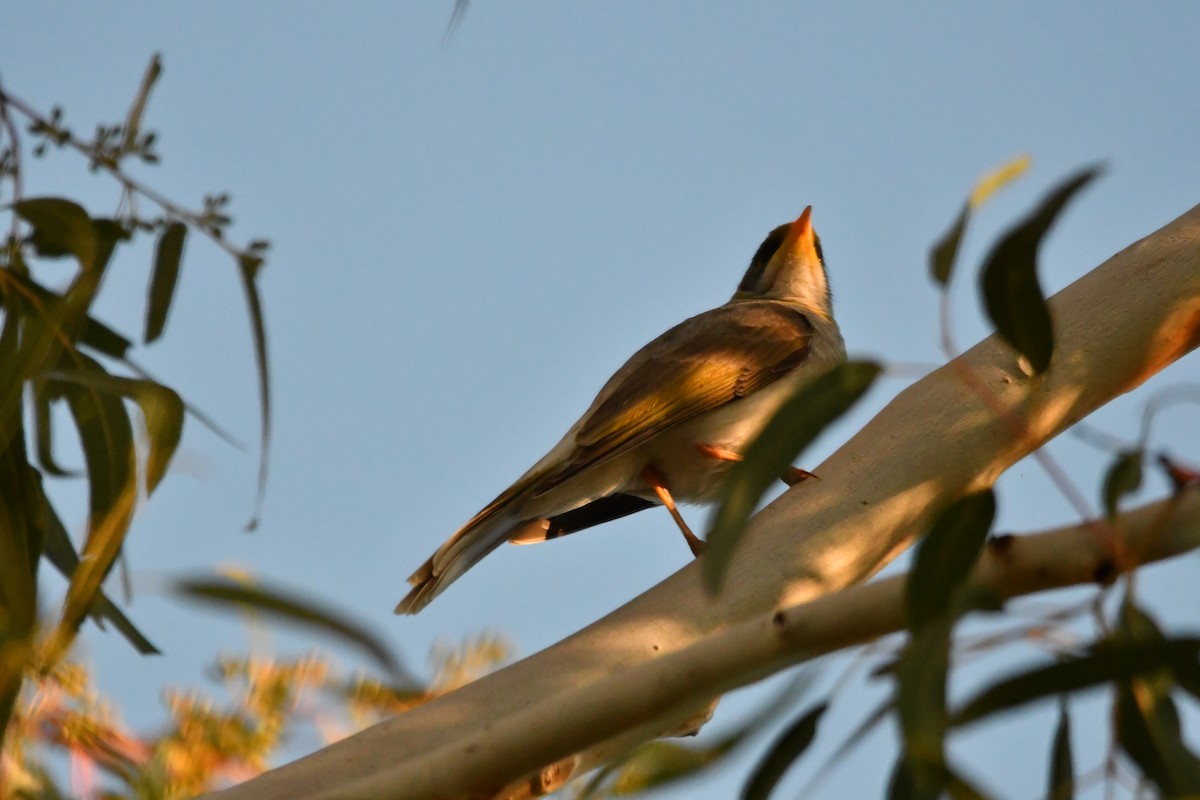 Yellow-throated Miner - ML638935433