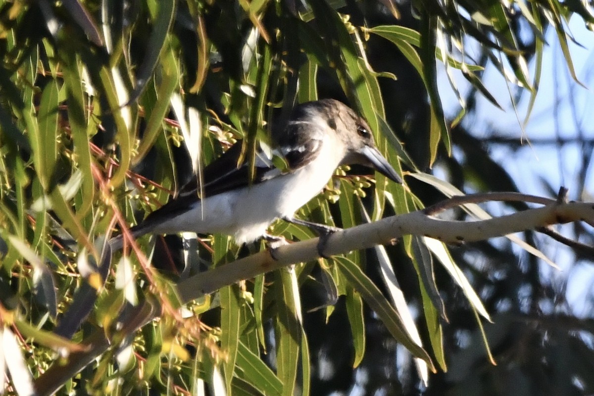 Pied Butcherbird - ML638935453