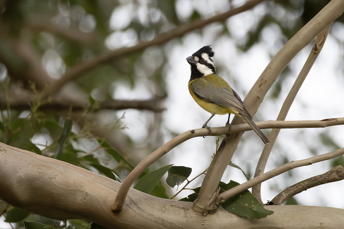 Eastern Shrike-tit - ML638935472