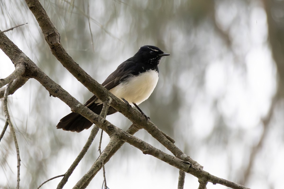 Willie-wagtail - ML638935482