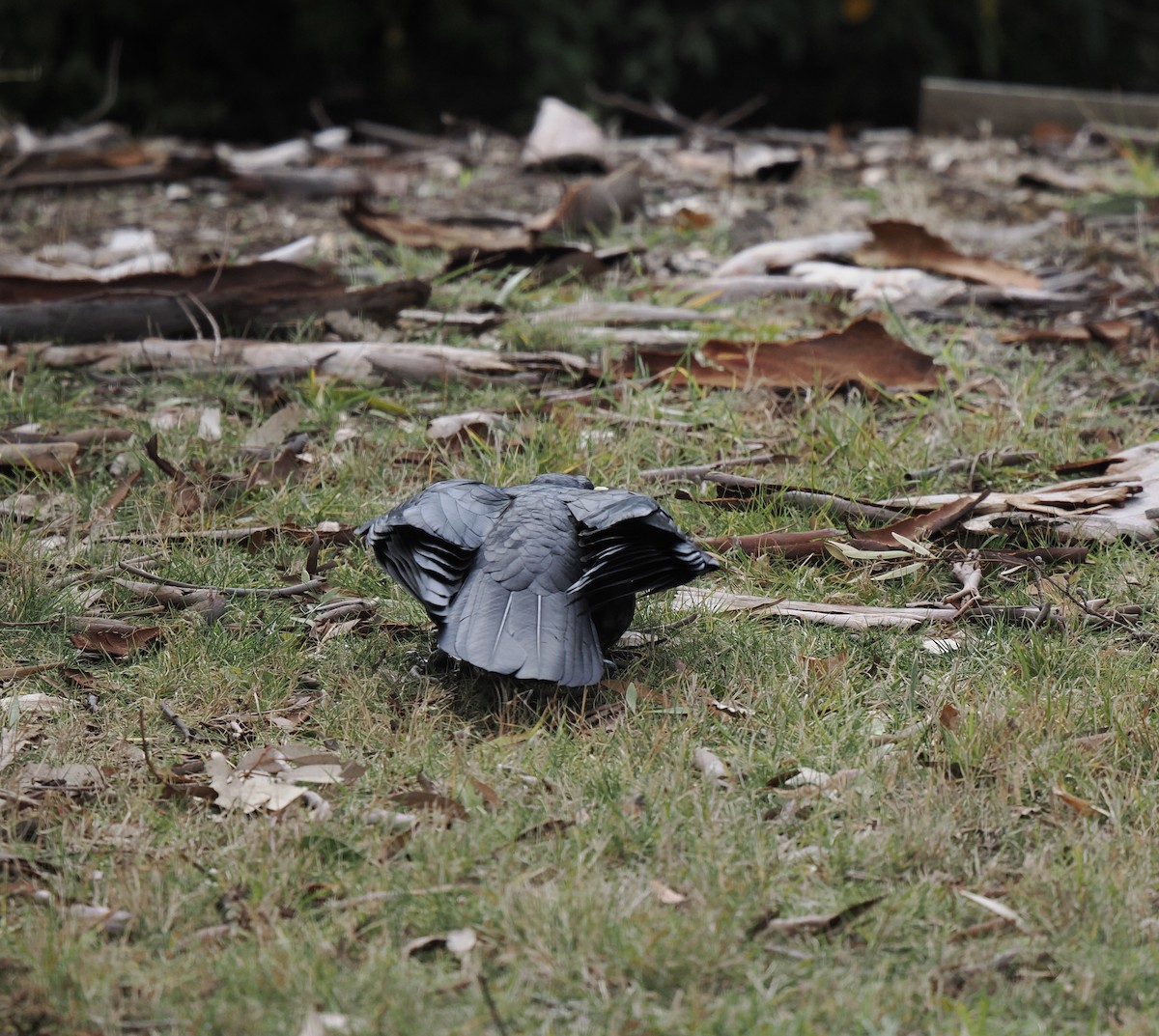 Australian Raven - ML638935487