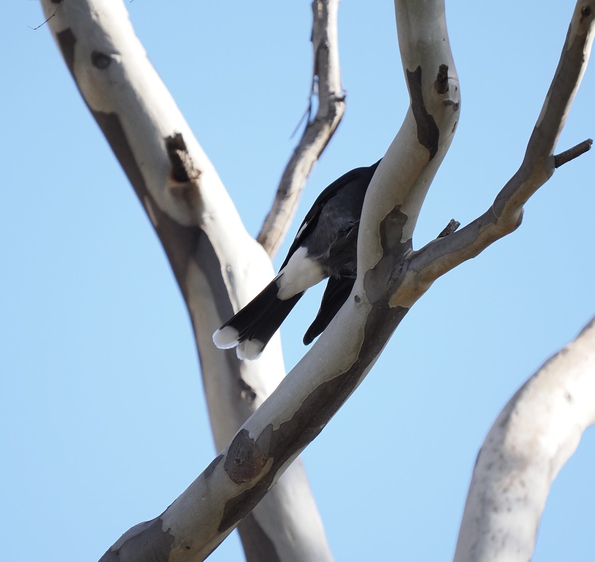 Pied Currawong - ML638935490