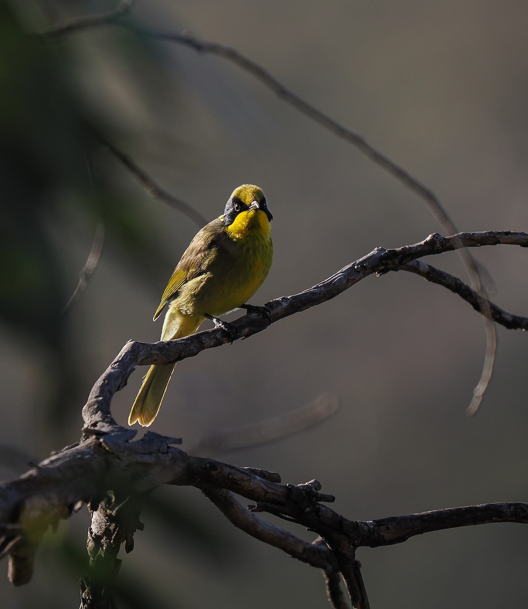 Yellow-tufted Honeyeater - ML638935498