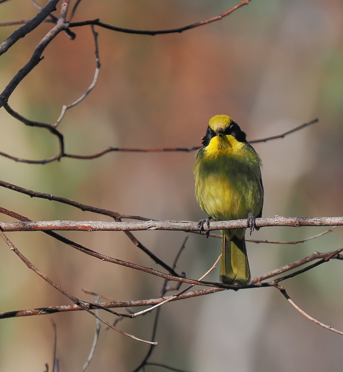 Yellow-tufted Honeyeater - ML638935499