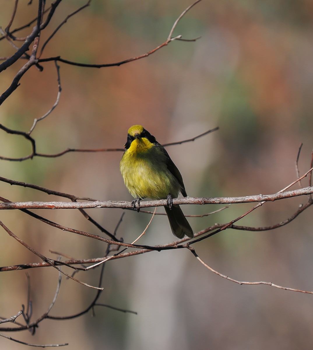 Yellow-tufted Honeyeater - ML638935501