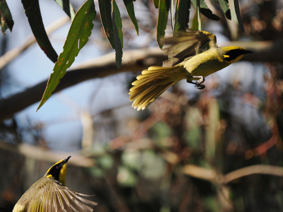 Yellow-tufted Honeyeater - ML638935502