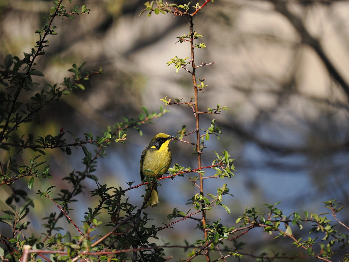 Yellow-tufted Honeyeater - ML638935503