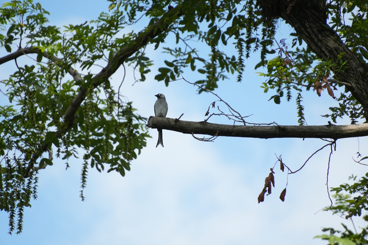 Ashy Drongo - ML638935560