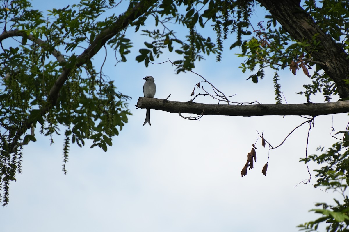 Ashy Drongo - ML638935561