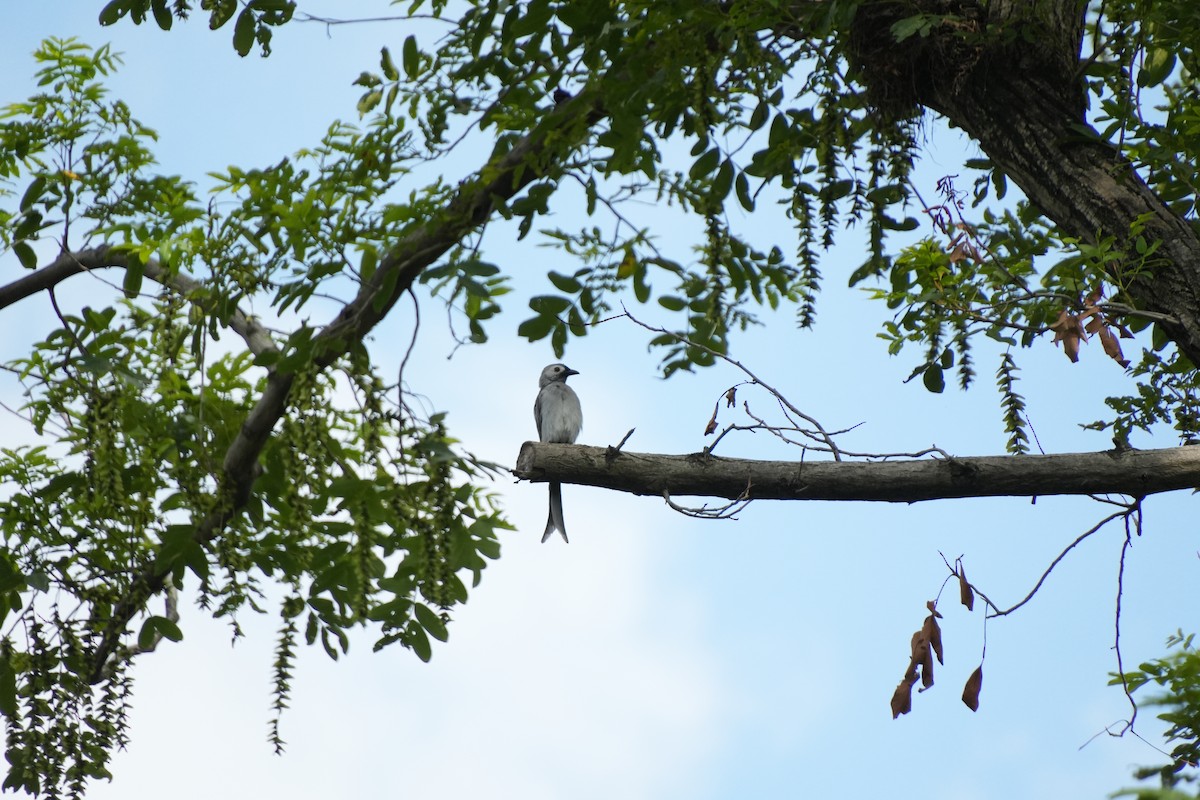 Ashy Drongo - ML638935562