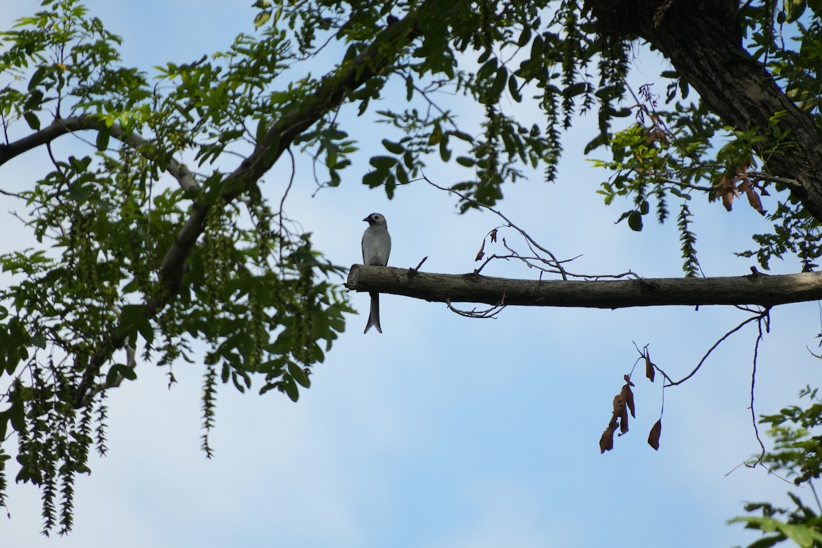 Ashy Drongo - ML638935563