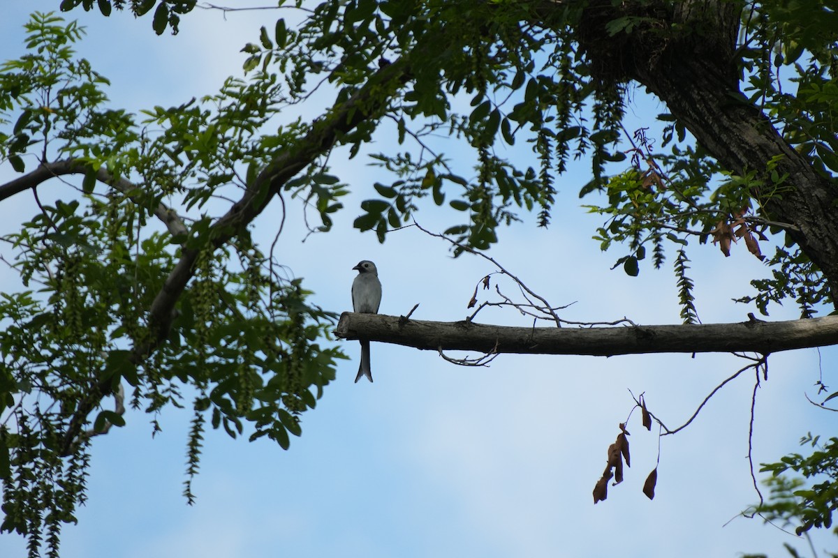 Ashy Drongo - ML638935565