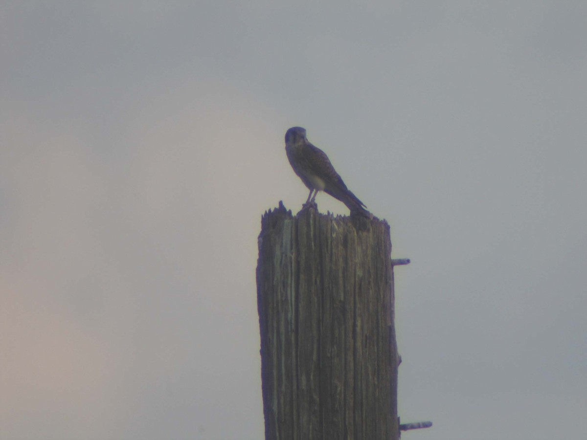 American Kestrel - ML638935573