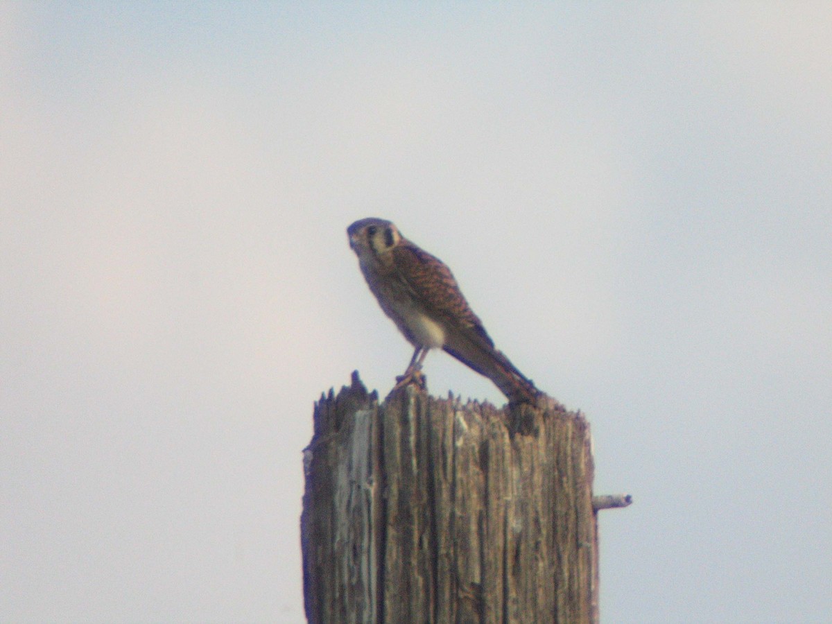 American Kestrel - ML638935574