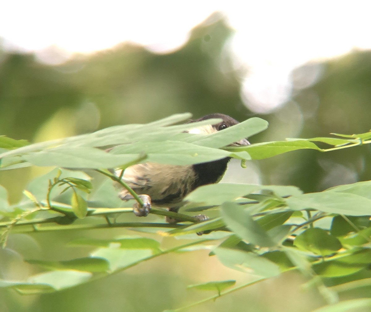 Asian Tit - ML638935628