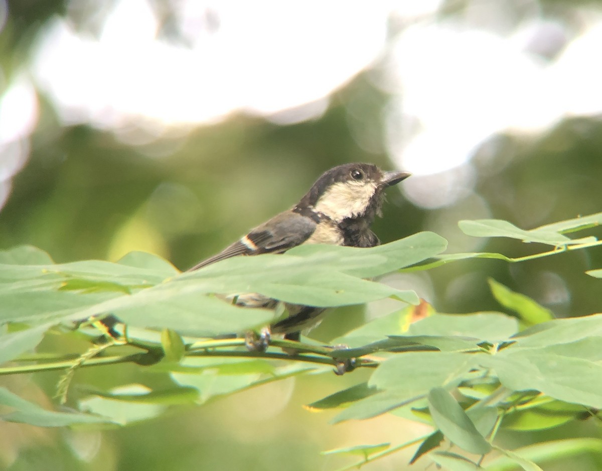 Asian Tit - ML638935629