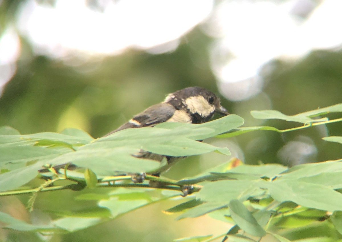 Asian Tit - ML638935630
