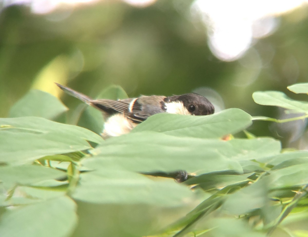 Asian Tit - ML638935631