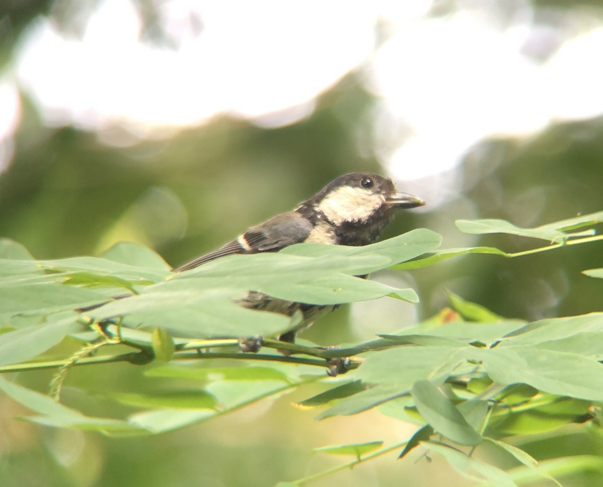 Asian Tit - ML638935632