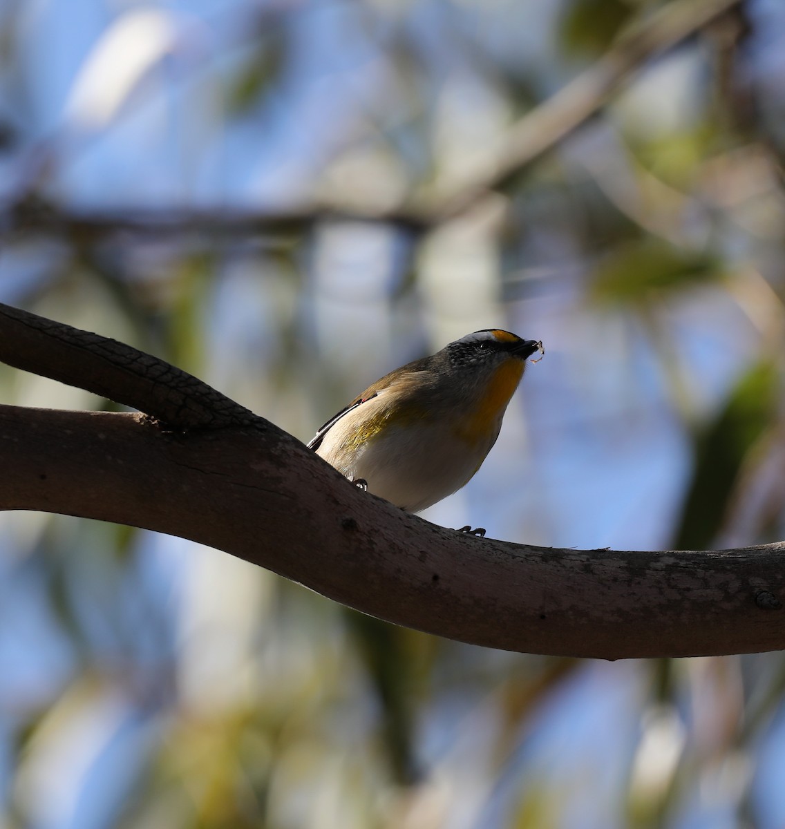 Striated Pardalote - ML638935648
