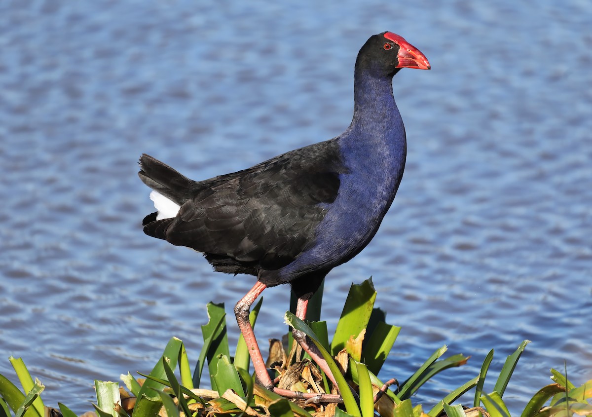 Australasian Swamphen - ML638935668