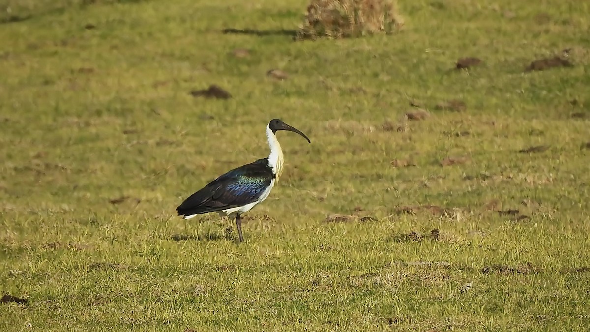 Ibis d'Australie - ML638935688
