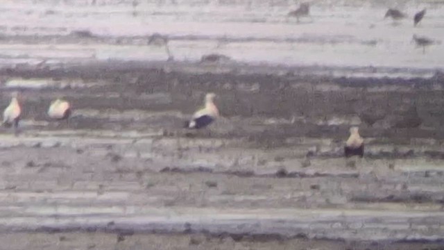 Spectacled Eider - ML638935692
