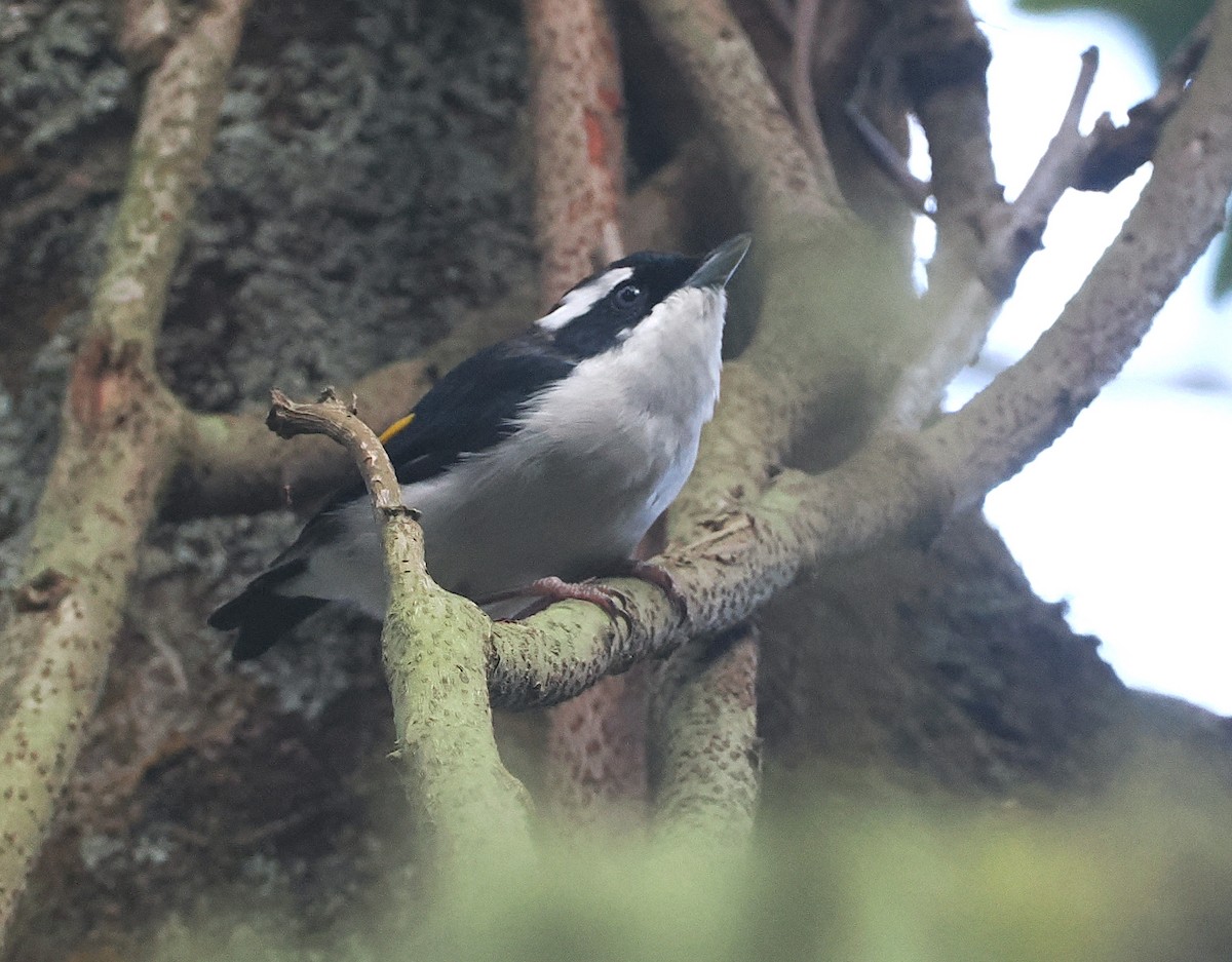 Vireo Alcaudón Pío - ML638935693