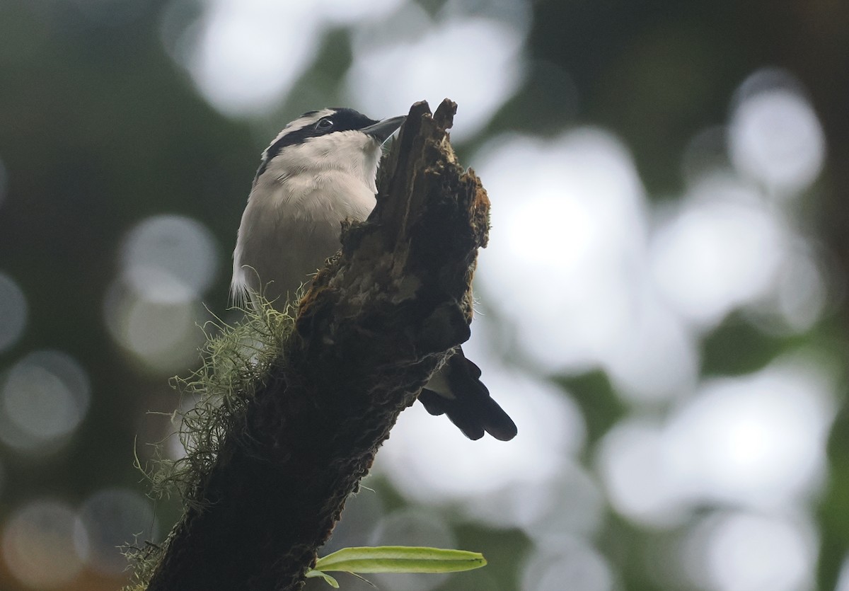 Vireo Alcaudón Pío - ML638935699