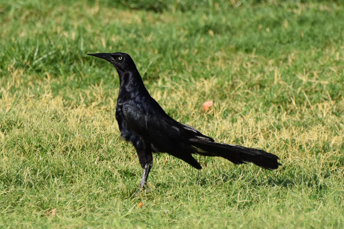 Great-tailed Grackle - ML638935715