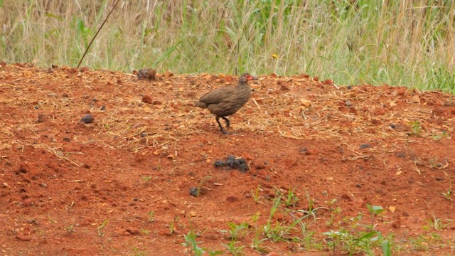 Swainson's Spurfowl - ML638935719