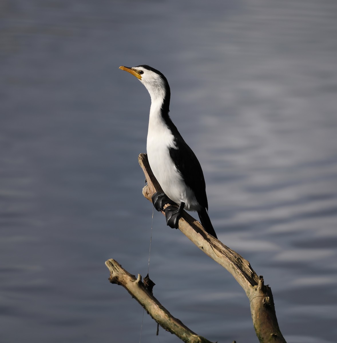 Little Pied Cormorant - ML638935766