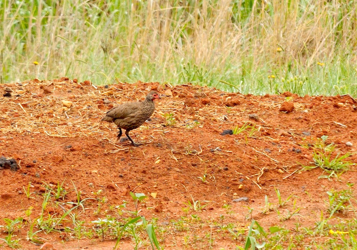 Swainson's Spurfowl - ML638935779