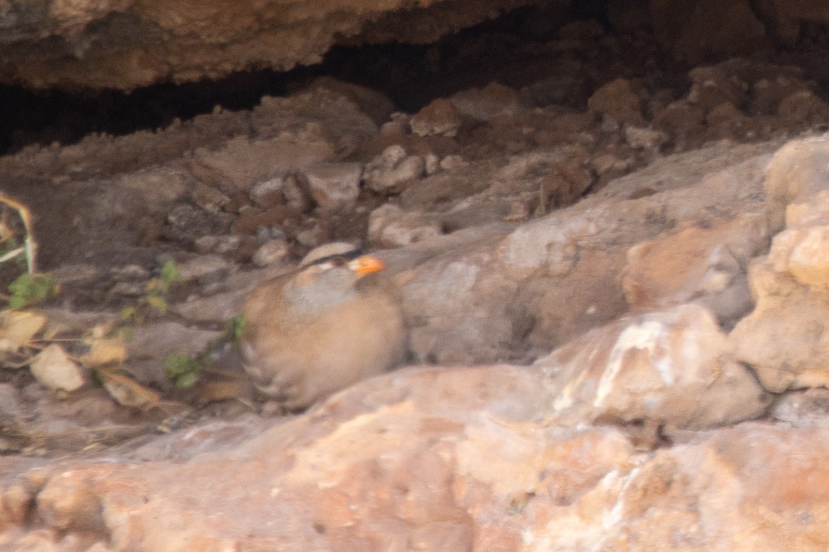 See-see Partridge - ML638935786