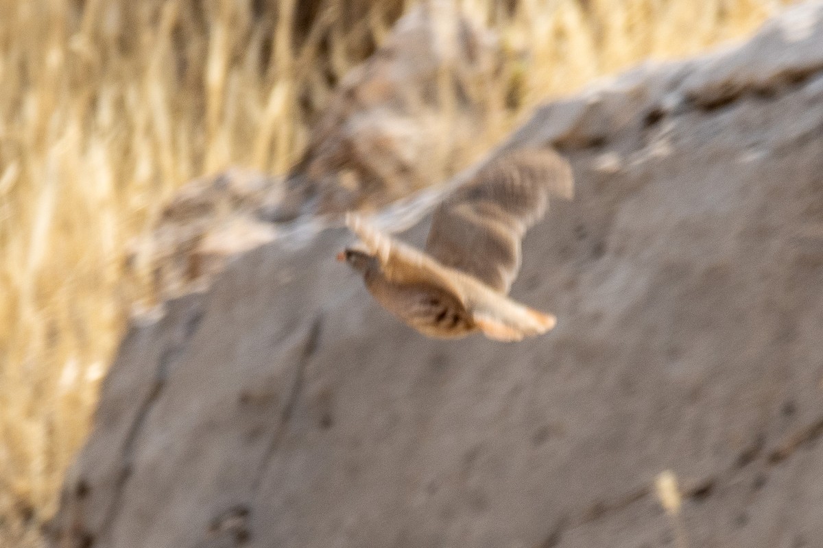 See-see Partridge - ML638935787