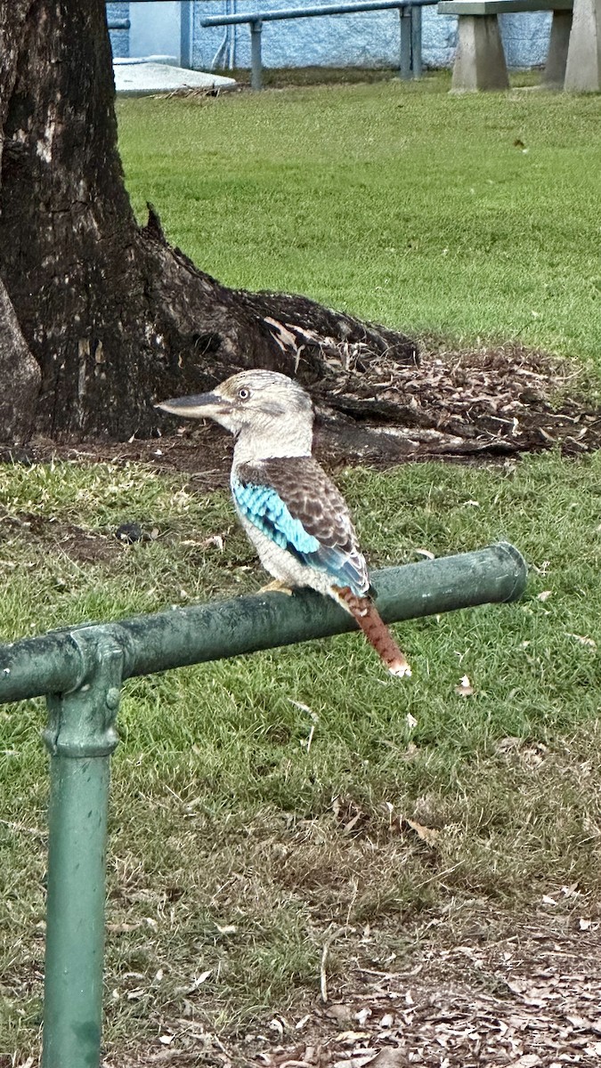 Blue-winged Kookaburra - ML638935848