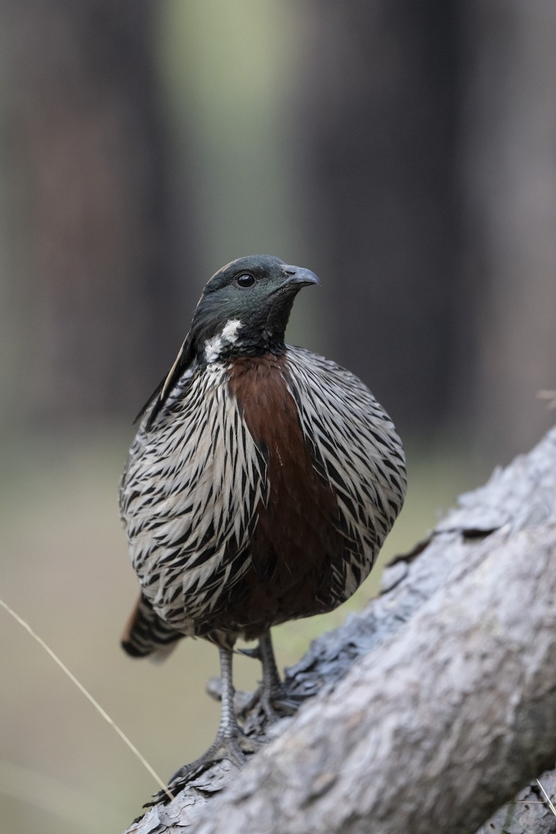 Koklass Pheasant - ML638935855
