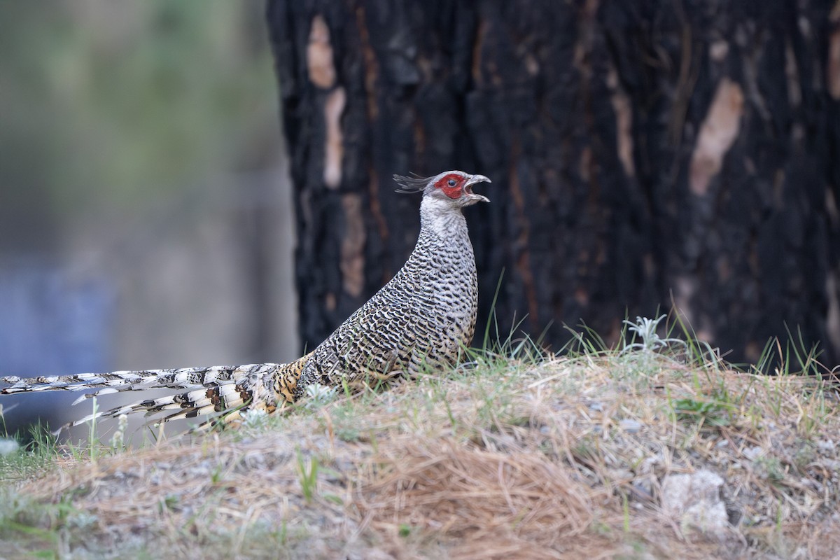 Cheer Pheasant - ML638935870