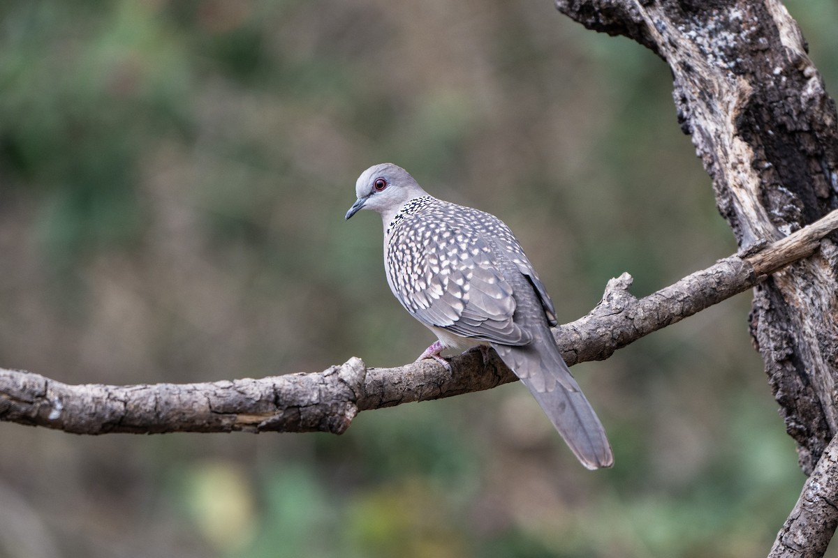 Spotted Dove - ML638935886