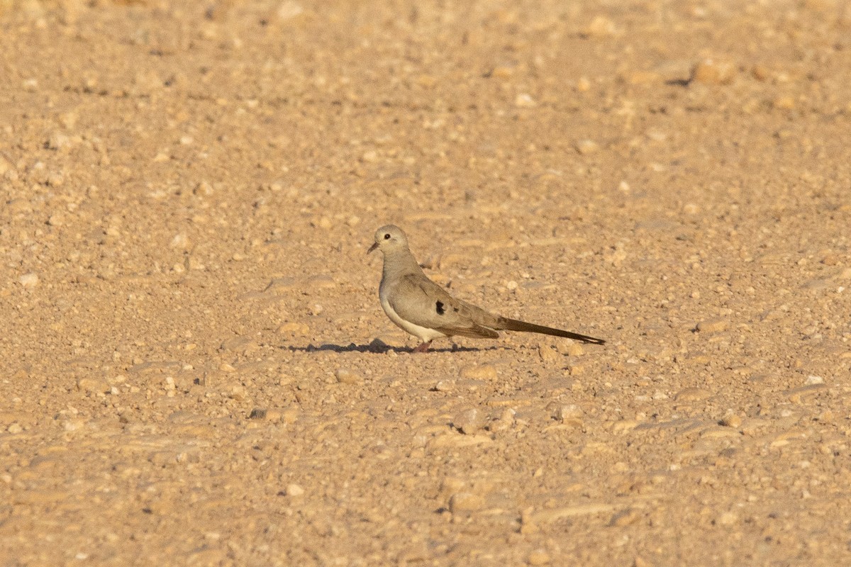 תורית זנבנית - ML638935901