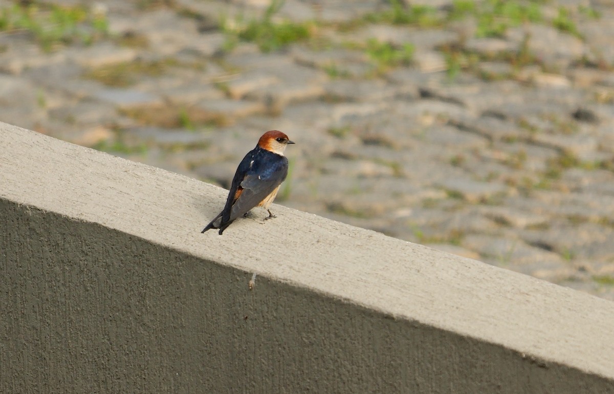 Greater Striped Swallow - ML638935903