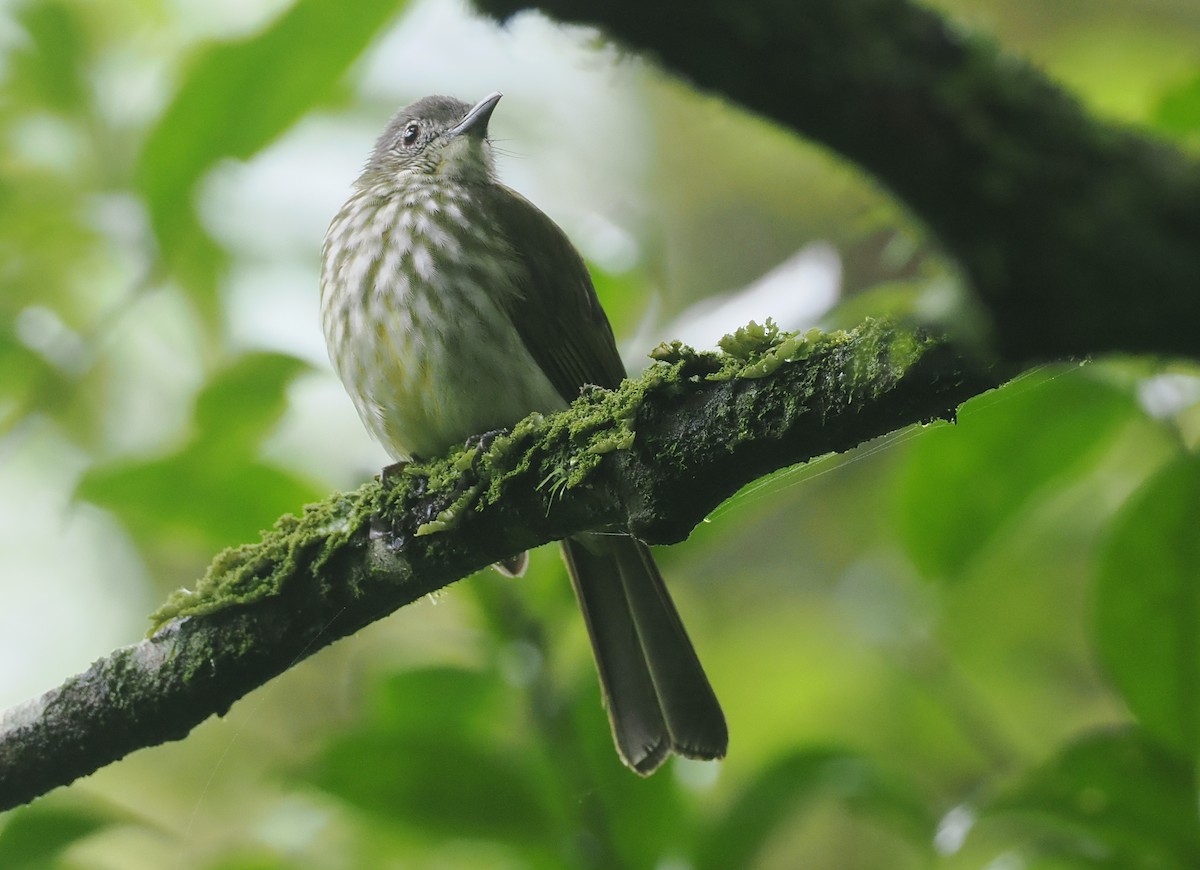 Javan Bulbul - ML638935932