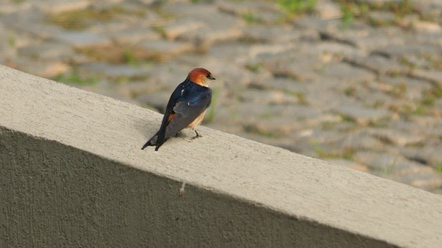 Greater Striped Swallow - ML638935938