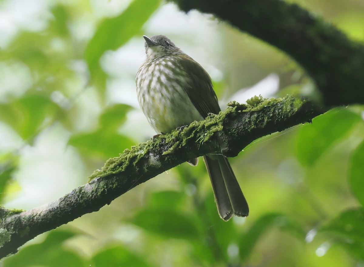 Javan Bulbul - ML638935947