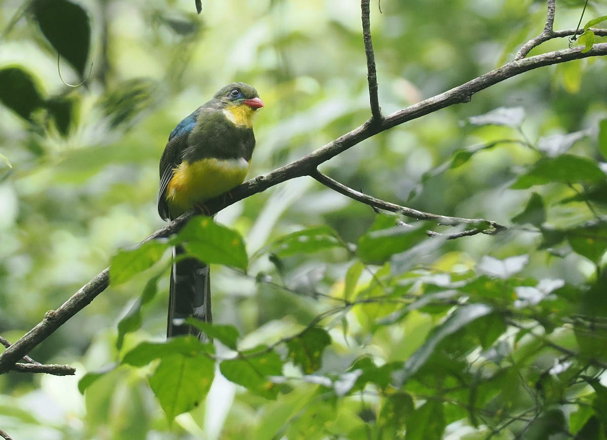 Javan Trogon - ML638935949